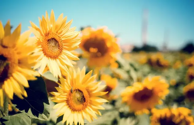 Aesthetic Sunflower